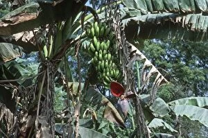 MAB-401 Bananas - stalk with bunch of green bananas on tree with terminal flower
