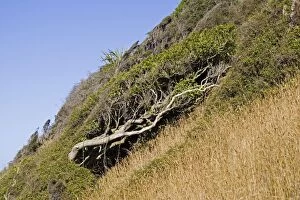 MAB-520 Trees bent by prevailing wind