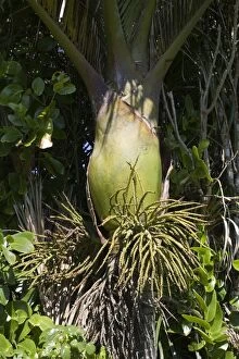 MAB-533 Bulbous base and flowers of Nikau palms