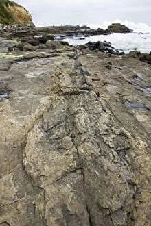 MAB-571 Fossilised tree trunk - in exposed rocks on beach of Curio Bay