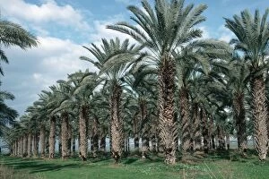 MAB-640 Plantation of date palms in Jordan Valley