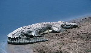 MAB-706 Nile Crocodile sunning on sandbank South Luangwa