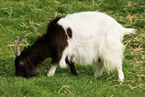 MAB-759 Black and white Bagot goat grazing