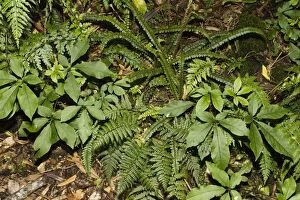 MAB-767 Ferns and other flora growing on forest floor