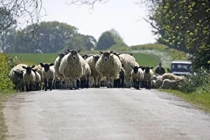 MAB-778 Flock of Masham sheep and lambs being driven down country road in Cotswolds