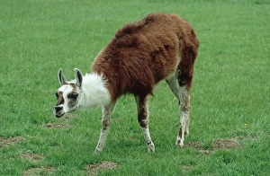 Images Dated 14th February 2008: Llama