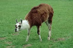 Llamas Prints: Llama