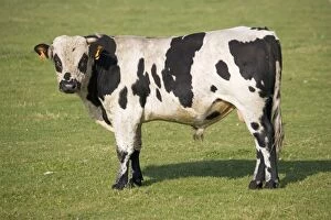 MAB-826 Cow - Normande heifer standing looking