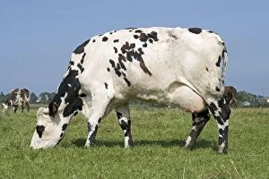MAB-833 Normande tri-coloured cow grazing