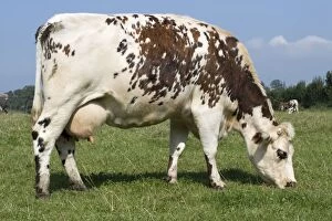 MAB-839 Normande tri-coloured cow grazing