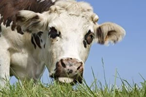 MAB-840 Closeup of head Normande tri-coloured cow grazing