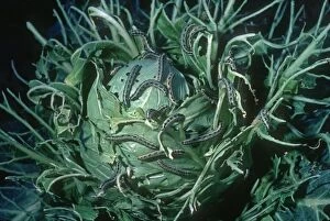 MAB-939 Cabbage White Caterpillars - eating cabbage