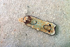 MAB-970 Orange spotted sea slug