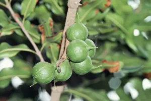 Macadamia Tree - close-up of nuts