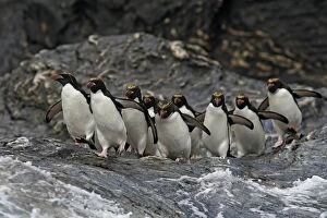 Images Dated 19th January 2008: Macaroni Penguin