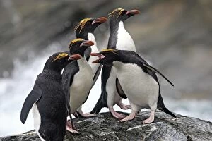 Images Dated 19th January 2008: Macaroni Penguin