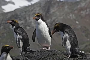 Images Dated 20th January 2008: Macaroni Penguin