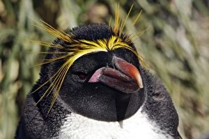 Images Dated 20th January 2008: Macaroni Penguin