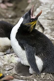 Images Dated 11th January 2008: Macaroni Penguin - Adult with chick