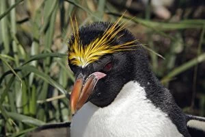 Macaroni Penguin - adult & young