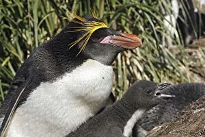 Images Dated 20th January 2008: Macaroni Penguin - adult & young Macaroni Penguin - adult & young
