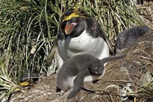 Images Dated 20th January 2008: Macaroni Penguin - adult & young Macaroni Penguin - adult & young