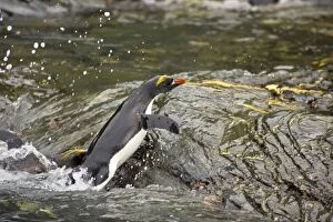Macaroni Penguin - Climbing up rocks from sea
