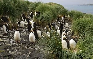 Images Dated 3rd April 2007: Macaroni penguin - colony - South Georgia - Antarctica