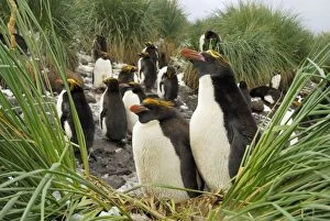 Images Dated 3rd April 2007: Macaroni penguin - colony - South Georgia - Antarctica