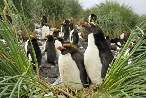 Images Dated 3rd April 2007: Macaroni penguin - colony - South Georgia - Antarctica