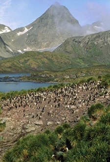 Images Dated 7th April 2009: Macaroni Penguin - colony  South Georgia
