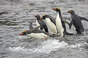 Macaroni Penguin - Entering sea Royal Bay, South Georgia BI007896. tif