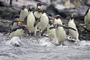 Macaroni Penguin - Entering sea Royal Bay, South Georgia BI007894. tif