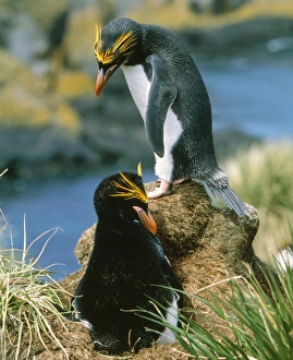 Images Dated 24th November 2006: Macaroni Penguin - incubating eggs, early December. Hercules Bay, South Georgia