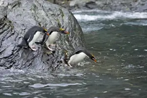 Macaroni Penguin - Jumping into sea Royal Bay, South Georgia BI007845. tif
