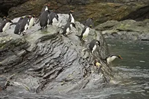 Macaroni Penguin - Jumping into sea Royal Bay, South Georgia BI007850. tif