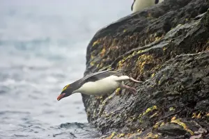 Macaroni Penguin - Jumping into sea Royal Bay, South Georgia BI007887