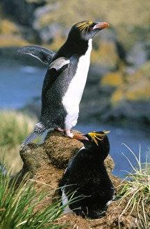 Images Dated 7th April 2009: Macaroni Penguin - pair incubating egg at nest Hercules Bay, South Georgia