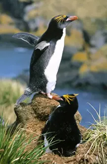 Macaroni Penguin - pair incubating egg at nest Hercules Bay, South Georgia