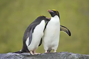 Macaroni Penguin - Pair Royal Bay, South Georgia BI007835. tif