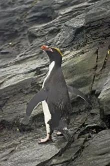 Macaroni Penguin Royal Bay, South Georgia BI007862. tif