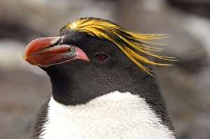 Images Dated 3rd April 2007: Macaroni Penguin - South Georgia - Antarctica