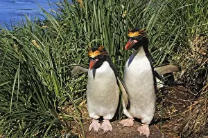 Macaroni Penguin - two. Cooper Bay - South Georgia