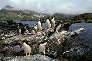 Penguins Collection: Macaroni Penguins - returning from feeding trip, South Georgia, Antarctica
