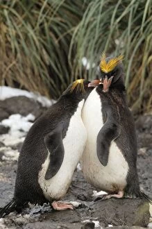 Images Dated 3rd April 2007: Macaroni Penguins - South Georgia - Antarctica