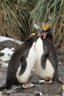 Images Dated 3rd April 2007: Macaroni Penguins - South Georgia - Antarctica