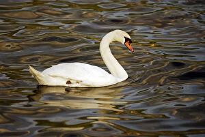 Macedonia, Ohrid. Elegant white swan swimming