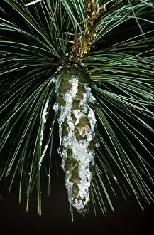 Cones Prints: Macedonian Pine