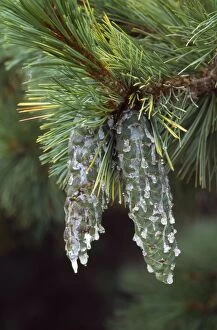 Images Dated 19th December 2007: Macedonian Pine - covered in resin