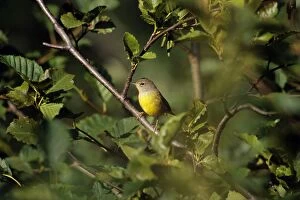 Images Dated 4th August 2005: MacGillivray's Warbler - Female Washington, Pacific Northwest. Summer. B6314